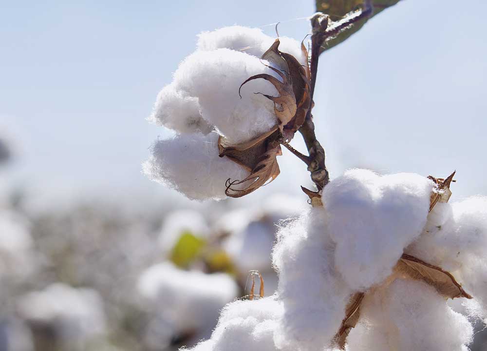 Le coton, cette fibre naturelle qui traverse les âges.